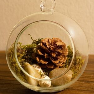 Glass Terrarium with Pine Cone and Shells